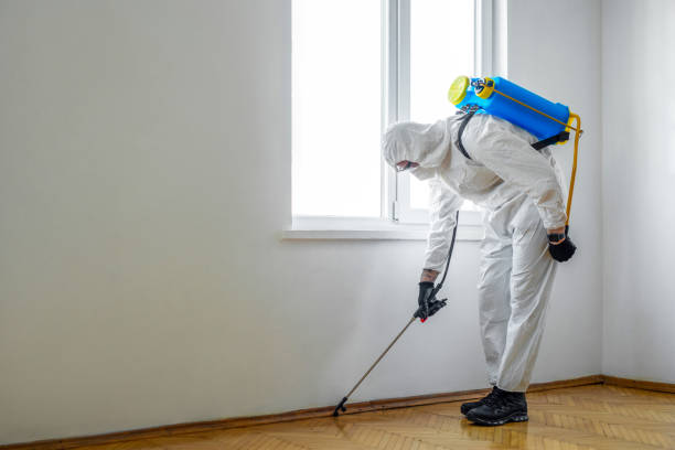 Best Termite Control Services  in South Shore, KY